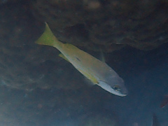 Lutjanus fulviflamma