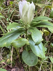 Gentiana villosa