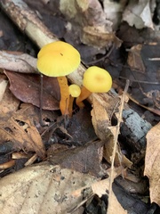 Gloioxanthomyces nitidus