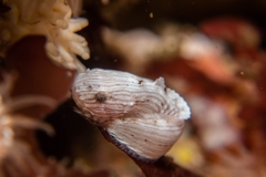 Liparis mucosus