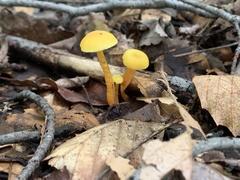 Gloioxanthomyces nitidus