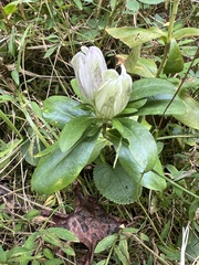 Gentiana villosa