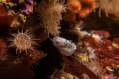 Liparis mucosus