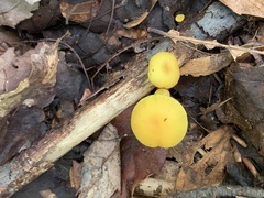 Gloioxanthomyces nitidus