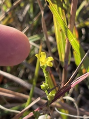 Linum sulcatum