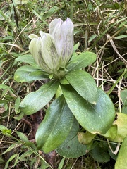 Gentiana villosa