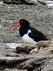 Haematopus longirostris