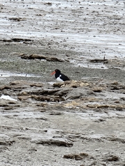 Haematopus longirostris