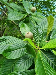Genipa