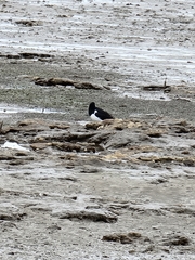 Haematopus longirostris