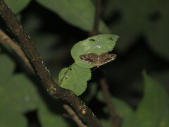 Rheumaptera meadii