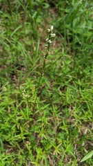 Spiranthes vernalis