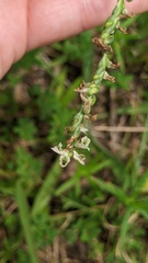 Spiranthes vernalis