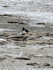 Haematopus longirostris