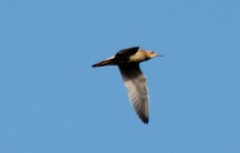 Bartramia longicauda