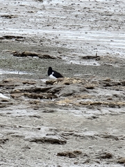 Haematopus longirostris