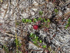 Vaccinium macrocarpon