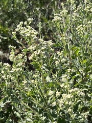 Parthenium confertum