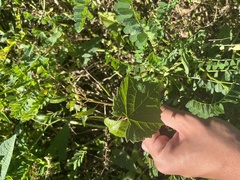 Ampelopsis glandulosa