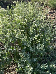Parthenium confertum