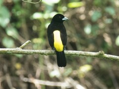 Ramphocelus flammigerus icteronotus