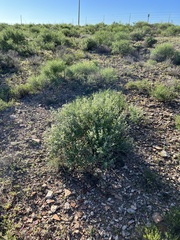 Parthenium confertum