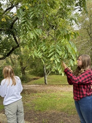 Juglans nigra