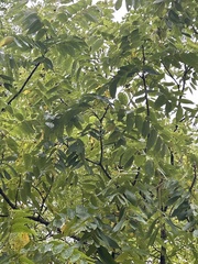 Juglans nigra