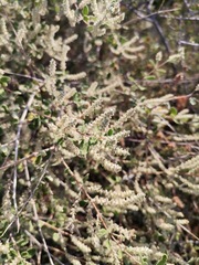 Aloysia