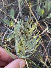 Lithospermum incisum