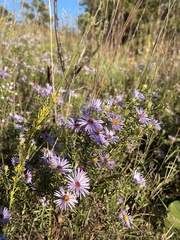 Symphyotrichum oblongifolium