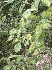 Celtis occidentalis