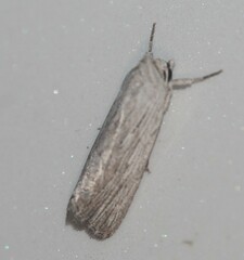 Catabena lineolata