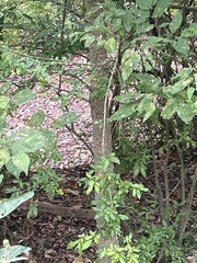 Celtis occidentalis