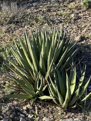 Agave lechuguilla