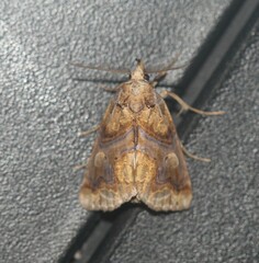 Plusiodonta compressipalpis