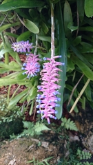 Aechmea gamosepala