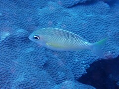 Scolopsis margaritifera