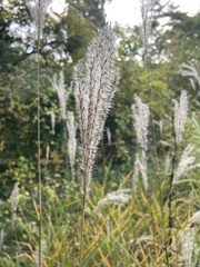 Miscanthus