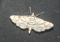 Hileithia rehamalis