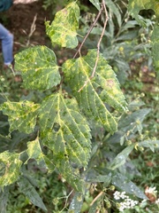 Celtis occidentalis