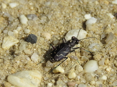 Cicindela tranquebarica