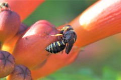 Ectemnius decemmaculatus