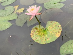 Nymphaea odorata