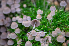 Mycena