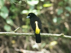 Ramphocelus flammigerus icteronotus