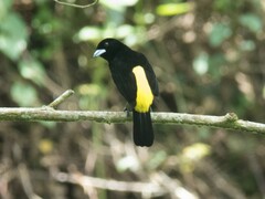 Ramphocelus flammigerus icteronotus