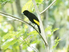 Ramphocelus flammigerus icteronotus