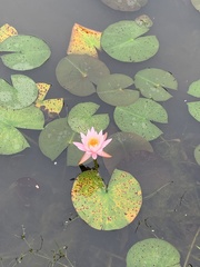 Nymphaea odorata