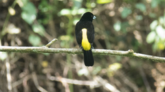 Ramphocelus flammigerus icteronotus